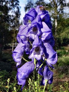 آکونتیوم واریگاتوم